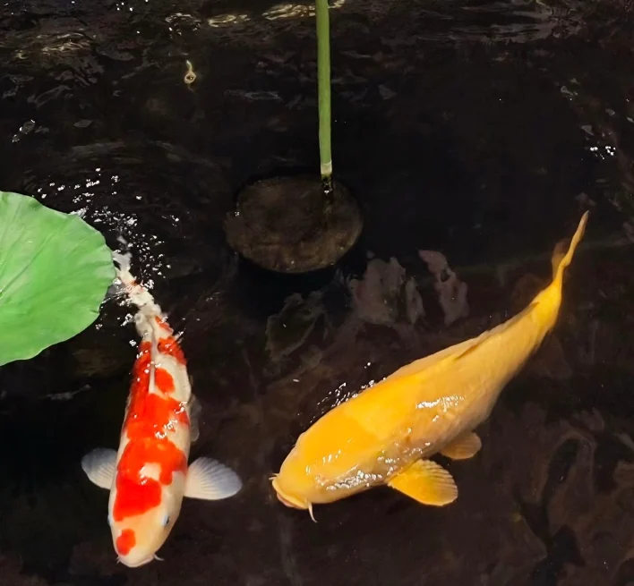 錦鯉性別鑑定