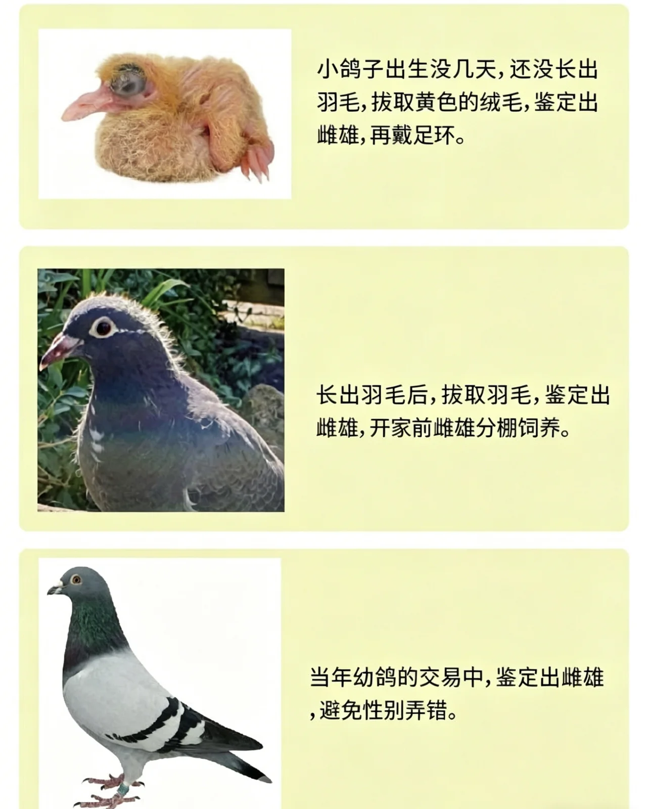 賽鴿性別基因鑑定